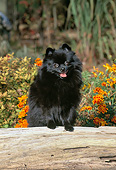 DOG 19 CE0115 01
Pomeranian Leaning On Log In Garden