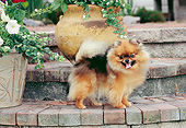 DOG 19 CE0116 01
Pomeranian Standing On Brick Steps By Planters
