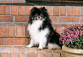 DOG 19 CE0117 01
Pomeranian Sitting On Brick Steps By Flower Pot