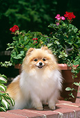 DOG 19 CE0118 01
Pomeranian Standing On Brick By Flower Pots