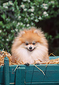 DOG 19 CE0119 01
Portrait Of Pomeranian Laying In Hay