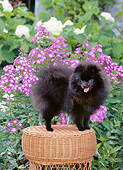DOG 19 CE0122 01
Portrait Of Pomeranian 
Standing On Wicker Stool By Purple Phlox