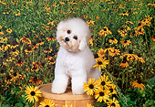 DOG 19 FA0031 01
Bichon Frise Sitting On Bucket By Orange Flowers