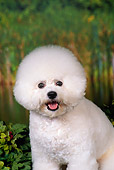 DOG 19 FA0033 01
Close-Up Of Bichon Frise Sitting