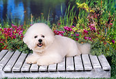 DOG 19 FA0034 01
Bichon Frise Laying On Wooden Platform By Flowers