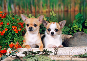 DOG 19 FA0035 01
Chihuahuas Laying On Tree Branch by Marsh