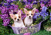 DOG 19 FA0036 01
Chihuahuas Laying Inside Basket By Flowers