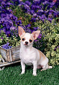 DOG 19 FA0037 01
Chihuahua Sitting On Grass By Violet Flowers