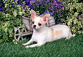 DOG 19 FA0038 01
Chihuahua Laying On Grass By Violet Flowers
