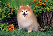 DOG 19 FA0039 01
Pomeranian Sitting On Grass By Stump And Yellow Flowers