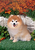 DOG 19 FA0040 01
Pomeranian Sitting On Grass By Autumn Leaves