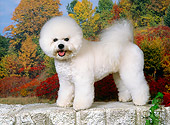 DOG 19 FA0041 01
Bichon Frise Standing On Brick By Autumn Trees