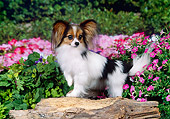 DOG 19 FA0043 01
Papillon Standing On Log In Garden