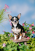 DOG 19 FA0047 01
Chihuahua Sitting On Wooden Stool In Garden