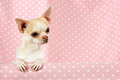 DOG 19 JD0002 01
Chihuahua Looking Over Shelf With Pink Polka Dot Background