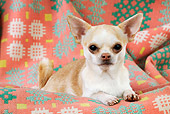 DOG 19 JD0003 01
Chihuahua Laying On Orange Patterned Blanket