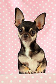 DOG 19 JD0004 01
Chihuahua Looking Over Shelf With Pink Polka Dot Background