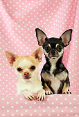 DOG 19 JD0005 01
Chihuahuas Looking Over Shelf With Pink Polka Dot Background