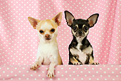 DOG 19 JD0006 01
Chihuahuas Looking Over Shelf With Pink Polka Dot Background