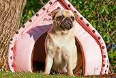 DOG 19 JE0001 01
Pug Sitting In Pink Pup Tent On Grass