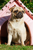 DOG 19 JE0002 01
Pug Sitting In Pink Pup Tent On Grass