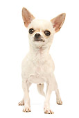 DOG 19 JE0004 01
Chihuahua Standing On White Seamless
