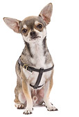 DOG 19 JE0010 01
Chihuahua With Brown Leather Harness Sitting On White Seamless