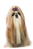 DOG 19 JE0013 01
Shih Tzu With Purple Bow Sitting On White Seamless