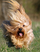 DOG 19 JE0021 01
Havanese Running Through Grass Field
