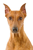 DOG 19 JE0023 01
Head Shot Of Miniature Pinscher On White Seamless