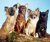 DOG 19 JE0025 01
Long-Haired And Short-Haired Chihuahuas Sitting On Log