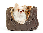 DOG 19 JE0026 01
Long-Haired Chihuahua Laying In Dog Bed On White Seamless