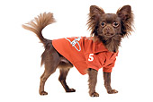 DOG 19 JE0031 01
Long-Haired Chihuahua Wearing Red 