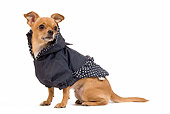 DOG 19 JE0033 01
Short-Haired Chihuahua Wearing Polka Dot Jacket Sitting On White Seamless
