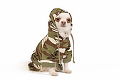 DOG 19 JE0034 01
Long-Haired Chihuahua Wearing Camouflage Sweater Sitting On White Seamless