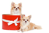 DOG 19 JE0036 01
Long-Haired Chihuahuas Sitting In Red Gift Box On White Seamless