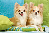 DOG 19 JE0039 01
Long-Haired Chihuahuas Laying On Green And Blue Pillows