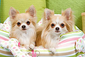 DOG 19 JE0040 01
Long-Haired Chihuahuas Laying In Striped Dog Bed
