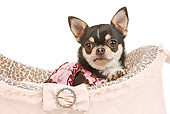DOG 19 JE0047 01
Brown And Black Chihuahua Laying In Pink Dog Bed On White Seamless