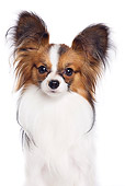 DOG 19 JE0049 01
Portrait Of Papillon Sitting On White Seamless
