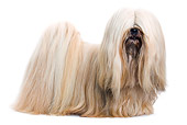 DOG 19 JE0050 01
Lhasa Apso Standing On White Seamless Profile