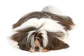DOG 19 JE0051 01
Shih Tzu Laying On White Seamless