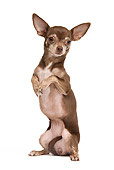 DOG 19 JE0052 01
Chihuahua Sitting Upright On White Seamless