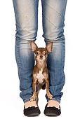 DOG 19 JE0055 01
Chihuahua Standing Between Owner's Legs On White Seamless
