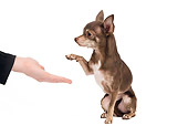 DOG 19 JE0058 01
Chihuahua Shaking Paw On White Seamless