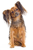 DOG 19 JE0060 01
Russkiy Toy Sitting On White Seamless