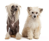 DOG 19 JE0061 01
Chinese Crested Hairless And Chinese Crested Powder Puff Dogs Sitting On White Seamless