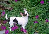DOG 19 JN0001 01
Chihuahua Standing In Garden With Purple Flowers