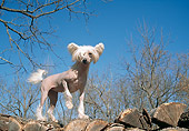 DOG 19 JN0003 01
Chinese Crested Standing On Woodpile Against Blue Sky
