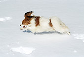 DOG 19 JN0004 01
Papillon Running Through Snow